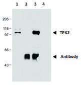 Monoclonal Anti-TPX2 antibody produced in mouse clone TPX2-01