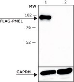 ANTI-FLAG&#174; M2 antibody, Mouse monoclonal Clone M2, purified from hybridoma cell culture in bioreactor
