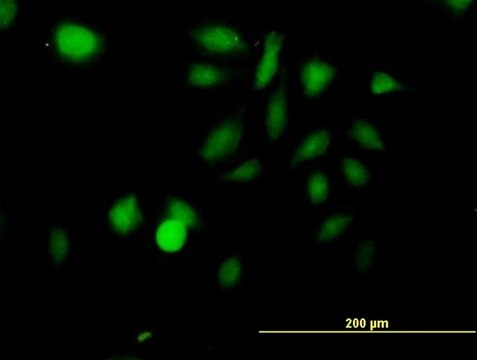 Anti-STK3 antibody produced in mouse purified immunoglobulin, buffered aqueous solution