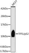 Anti-TFF1/pS2 Antibody, clone 6P6R7, Rabbit Monoclonal