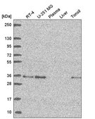 Anti-GOLPH3 antibody produced in rabbit Prestige Antibodies&#174; Powered by Atlas Antibodies, affinity isolated antibody