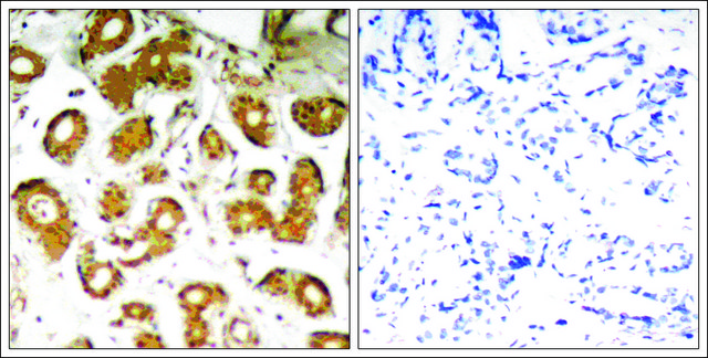 Anti-RELA (Ab-505) antibody produced in rabbit affinity isolated antibody