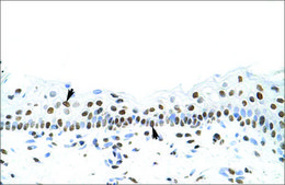 Anti-SFPQ antibody produced in rabbit IgG fraction of antiserum