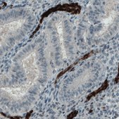Monoclonal Anti-VWF antibody produced in mouse Prestige Antibodies&#174; Powered by Atlas Antibodies, clone CL1950, purified immunoglobulin, buffered aqueous glycerol solution