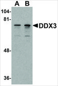 Anti-DDX3 antibody produced in rabbit affinity isolated antibody, buffered aqueous solution