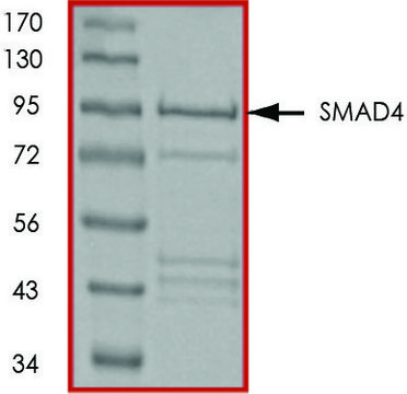 SMAD4, GST tagged human recombinant, expressed in E. coli, &#8805;70% (SDS-PAGE), buffered aqueous glycerol solution