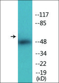 Anti-phospho-AML1 (pSer303) antibody produced in rabbit affinity isolated antibody