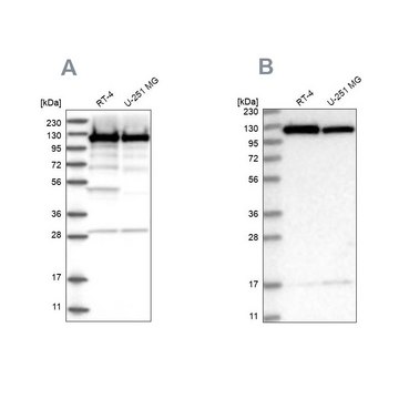 Anti-KIF5B antibody produced in rabbit Prestige Antibodies® Powered by Atlas Antibodies, affinity isolated antibody