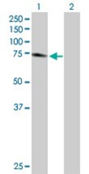 Anti-PTGS2 antibody produced in rabbit purified immunoglobulin, buffered aqueous solution