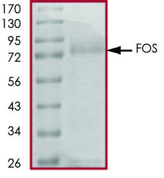FOS, GST tagged human recombinant, expressed in baculovirus infected Sf9 cells, &#8805;70% (SDS-PAGE), buffered aqueous glycerol solution