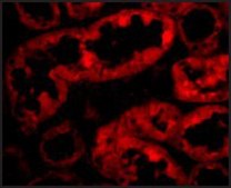 Anti-ACE2 antibody produced in rabbit affinity isolated antibody