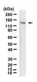 Anti-CDKL5/STK9 Antibody, clone 8F3.1 ZooMAb&#174; Mouse Monoclonal recombinant, expressed in HEK 293 cells