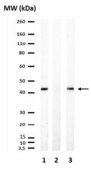 Anti-phospho-PDHE1-A type I (Ser293) Antibody from rabbit, purified by affinity chromatography