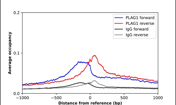 Anti-PLAG1 antibody produced in rabbit Prestige Antibodies&#174; Powered by Atlas Antibodies, affinity isolated antibody
