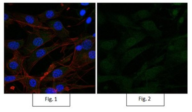 Anti-P40 Antibody, clone 11F12.1, Alexa Fluor&#8482; 488 clone 11F12.1, from mouse, ALEXA FLUOR&#8482; 488