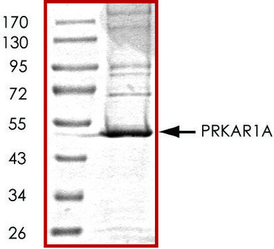 PRKAR1A, His tagged human recombinant, expressed in baculovirus infected Sf9 cells, &#8805;70% (SDS-PAGE), buffered aqueous glycerol solution