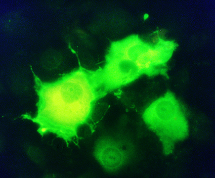 Monoclonal ANTI-FLAG&#174; M2-FITC antibody produced in mouse clone M2, purified immunoglobulin, buffered aqueous solution