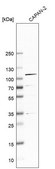 Anti-COPB1 antibody produced in rabbit Prestige Antibodies&#174; Powered by Atlas Antibodies, affinity isolated antibody, buffered aqueous glycerol solution