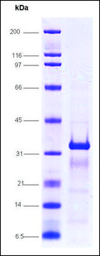 Pregnane X receptor (138-434), His tagged human recombinant, expressed in E. coli, &#8805;85% (SDS-PAGE)