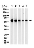 Anti-RAP1GDS1 Antibody, clone 1H6 ZooMAb&#174; Rabbit Monoclonal recombinant, expressed in HEK 293 cells
