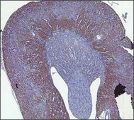 Anti-CBS antibody produced in rabbit IgG fraction of antiserum