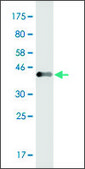Monoclonal Anti-EVL, (C-terminal) antibody produced in mouse clone 1D6, purified immunoglobulin, buffered aqueous solution