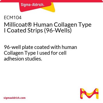 Millicoat® Human Collagen Type I Coated Strips (96-Wells) 96-well plate coated with human Collagen Type I used for cell adhesion studies.