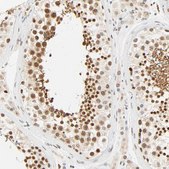 Anti-DAZAP1 antibody produced in rabbit Ab2, Prestige Antibodies&#174; Powered by Atlas Antibodies, affinity isolated antibody, buffered aqueous glycerol solution