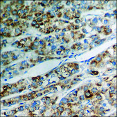 Anti-phospho-CDC2 (pThr161) antibody produced in rabbit affinity isolated antibody