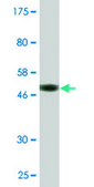 Monoclonal Anti-PDE4C, (N-terminal) antibody produced in mouse clone 4E5, purified immunoglobulin, buffered aqueous solution