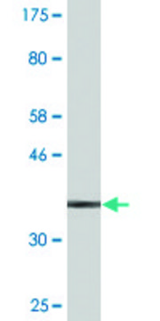 Monoclonal Anti-S100A9 antibody produced in mouse clone 4G9, purified immunoglobulin, buffered aqueous solution