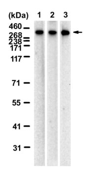 Anti-IP3R1 Antibody, clone 4H8 ZooMAb&#174; Rabbit Monoclonal recombinant, expressed in HEK 293 cells