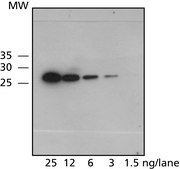 Anti-Green Fluorescent Protein (GFP) antibody, Mouse monoclonal clone GSN149, purified from hybridoma cell culture