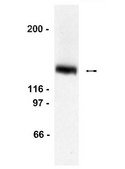 Anti-LexA Antibody, DNA-binding region Upstate&#174;, from rabbit