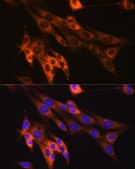 Anti-Caspase-6 Antibody, clone 2W4G2, Rabbit Monoclonal