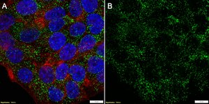 Anti-PEX14 Antibody, clone 1D7 ZooMAb&#174; Rabbit Monoclonal recombinant, expressed in HEK 293 cells