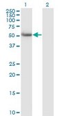 Monoclonal Anti-CALCOCO2, (C-terminal) antibody produced in mouse clone 1A11, purified immunoglobulin, buffered aqueous solution