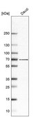 Anti-ABCG1 antibody produced in rabbit Prestige Antibodies&#174; Powered by Atlas Antibodies, affinity isolated antibody, buffered aqueous glycerol solution, ab2