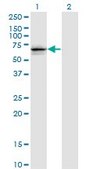 ANTI-GNL3 antibody produced in mouse clone 1G4, purified immunoglobulin, buffered aqueous solution