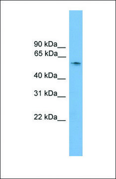Anti-SOX10, (N-terminal) antibody produced in rabbit affinity isolated antibody