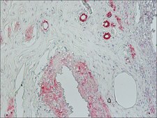 Anti-Mouse IgG (Fc specific)–Alkaline Phosphatase antibody produced in goat affinity isolated antibody, buffered aqueous glycerol solution