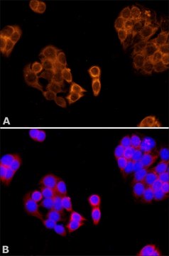 Anti-Paraoxonase 1 (PON1) antibody produced in rabbit ~1&#160;mg/mL, affinity isolated antibody, buffered aqueous solution