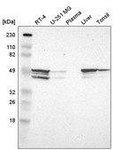 Anti-HNRNPH2 antibody produced in rabbit Prestige Antibodies&#174; Powered by Atlas Antibodies, affinity isolated antibody