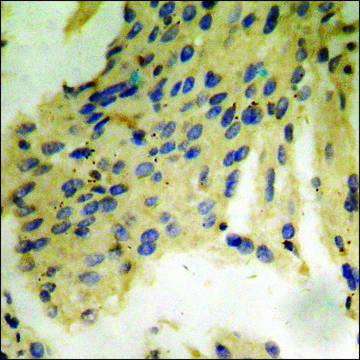 Anti-phospho-Tau (pThr212) antibody produced in rabbit affinity isolated antibody