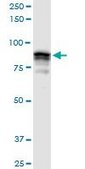 Anti-GOLGA5 antibody produced in rabbit purified immunoglobulin, buffered aqueous solution