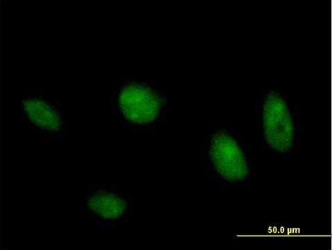 Anti-MAPK8 antibody produced in mouse purified immunoglobulin, buffered aqueous solution