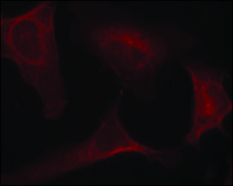 Anti-phospho-MAP2K1 (pSer221) antibody produced in rabbit affinity isolated antibody