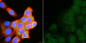 Anti-Rac1b Antibody Upstate&#174;, from rabbit