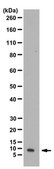 Anti-Ubiquitin Antibody from rabbit