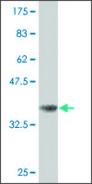 Monoclonal Anti-CDC25B antibody produced in mouse clone 7E8, purified immunoglobulin, buffered aqueous solution